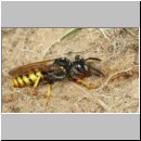 Philanthus triangulum - Bienenwolf w37c beim Nestbau - Sandgrube Niedringhaussee.jpg